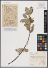 Foto von Salix caprea L.